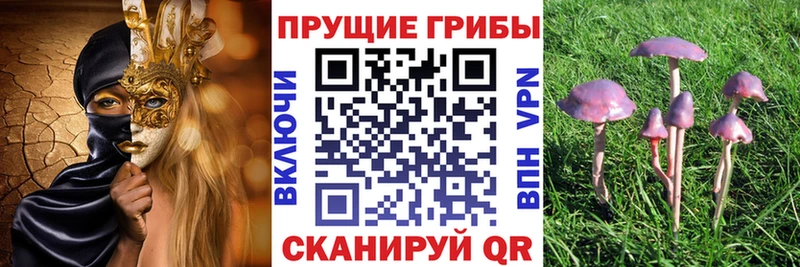 Купить где  Карачев  Псилоцибиновые грибы Psilocybine cubensis 